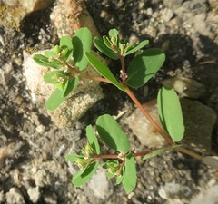 Euphorbia glyptosperma