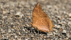 Charaxes psaphon