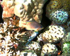 Pomacentrus bipunctatus