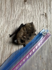 Myotis leibii