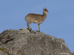 Oreotragus oreotragus saltatrixoides