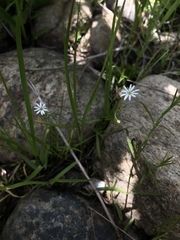 Stellaria longifolia