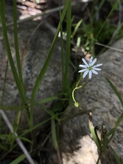Stellaria longifolia