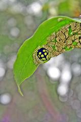 Salpianthus macrodontus