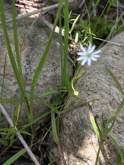 Stellaria longifolia