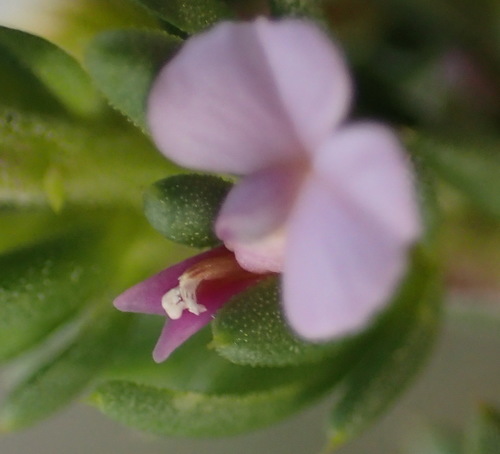 Image of Muraltia saturejoides by (c) Nicola van Berkel, some rights reserved (CC BY-SA)