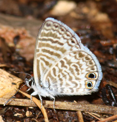Leptotes