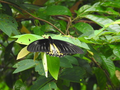Troides helena cerberus