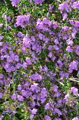 Prostanthera rotundifolia