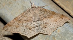 Rhinodia rostraria
