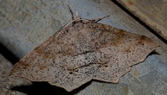 Rhinodia rostraria