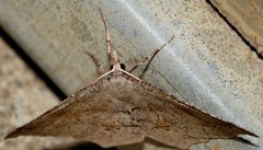 Rhinodia rostraria