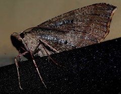 Rhinodia rostraria