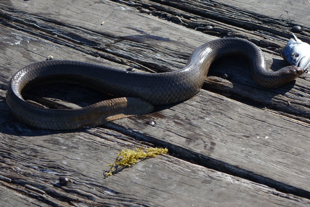 Olive-brown Sea Snake