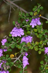 Prostanthera rotundifolia