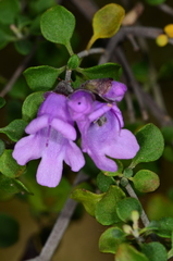 Prostanthera rotundifolia