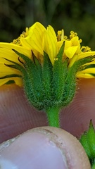 Arnica amplexicaulis