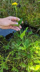 Arnica amplexicaulis