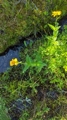 Arnica amplexicaulis