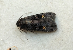 Actebia fennica