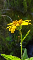 Arnica amplexicaulis