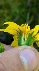 Arnica amplexicaulis