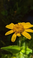 Arnica amplexicaulis