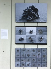 Abarenicola pacifica