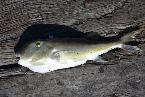 Rough Golden Puffer