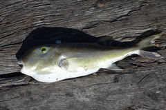 Lagocephalus lunaris