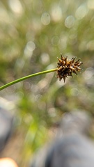 Carex illota