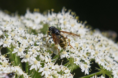 Hadromyia aldrichi