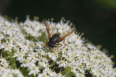 Hadromyia aldrichi
