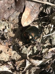 Geotrupes splendidus