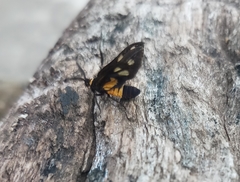 Lepidoptera