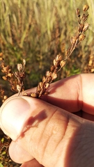 Veronica austriaca jacquinii