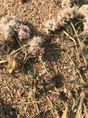 Helichrysum candolleanum