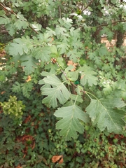 Crataegus monogyna