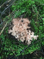 Ramaria subbotrytis