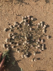 Helichrysum candolleanum