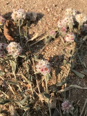 Helichrysum candolleanum