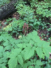 Actaea × ludovicii