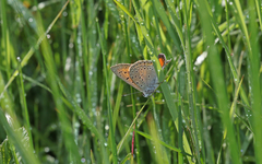 Lycaena candens