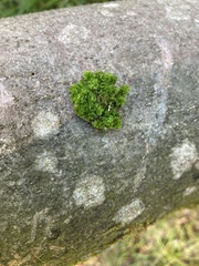 Fossombronia pusilla