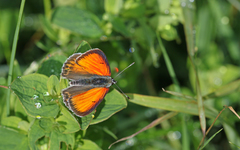 Lycaena candens
