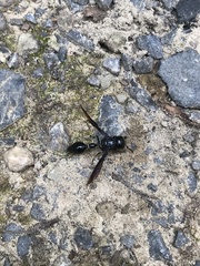 Zethus spinipes spinipes