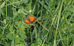 Lycaena candens
