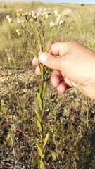 Erigeron acris podolicus