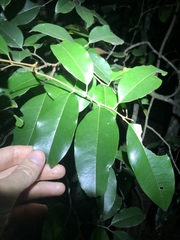 Mischocarpus pyriformis