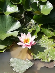 Nymphaea × marliacea